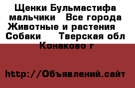 Щенки Бульмастифа мальчики - Все города Животные и растения » Собаки   . Тверская обл.,Конаково г.